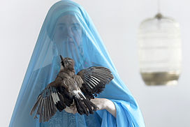 still / picture for Birdcage - Rohypnotise