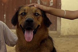 still / picture for Chauthi Koot