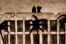 still / picture for Guaxuma
