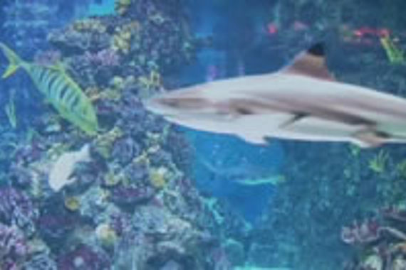 filmstill of A VARANDA 