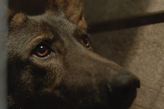 filmstill of Witnesses