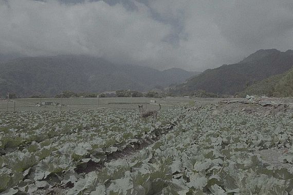 filmstill of Mongrel