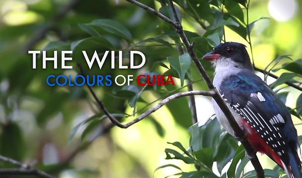 still / picture for The Wild Colours of Cuba