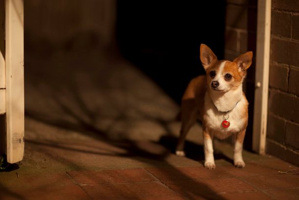 still / picture for Colin The Dog’s Fabulous Midnight Adventure ... And Another Story