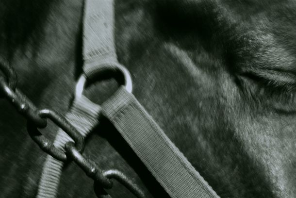 still / picture for Untitled (Horse)