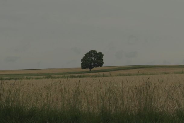 still / picture for The Trees Are Hissing