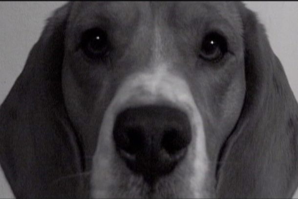 still / picture for LA GALLETA (THE COOKIE)