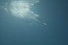 still / picture for The Swimmer (Plaukike)