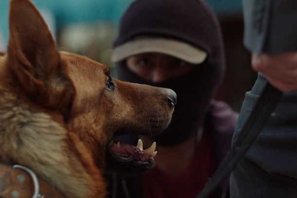 still / picture for El Ladron de Perros