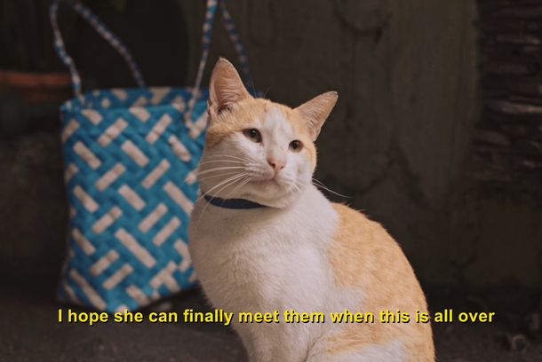 still / picture for Cats and Dogs