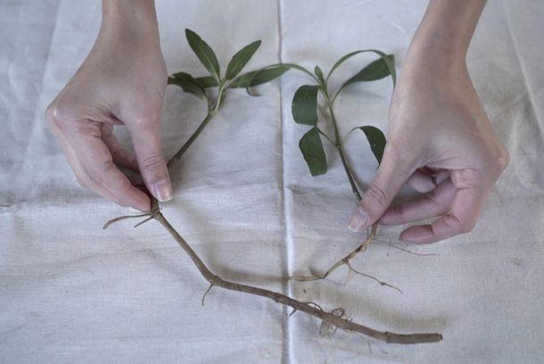 still / picture for Colligare herbarium et insecta