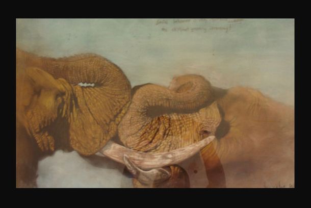 still / picture for Wildlife Paintings