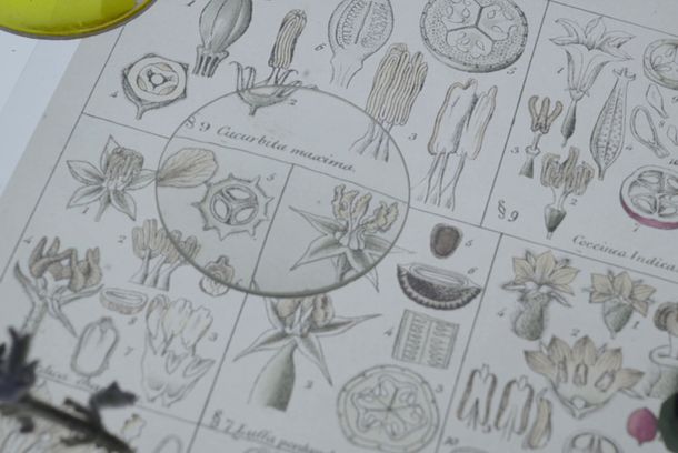 still / picture for Colligare herbarium et insecta