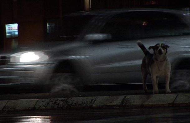still / picture for Citizen Canine / Грађанин кер