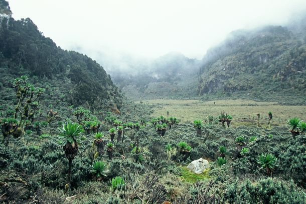 still / picture for Mbambu and the Mountains of the Moon