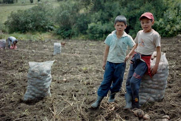 still / picture for La flor de la papa