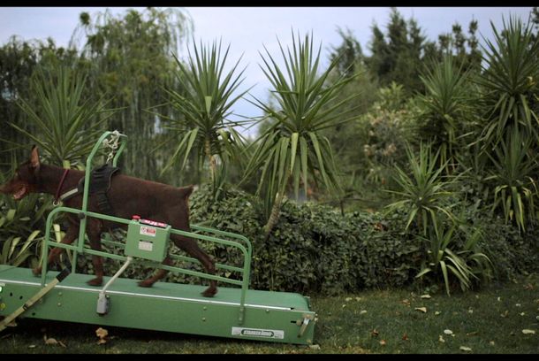 still / picture for Washingtonia