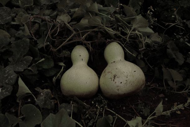 still / picture for Ava Mocoi, Os Gêmeos