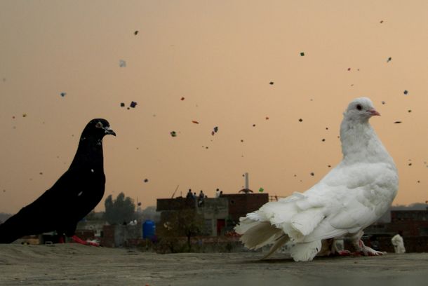 still / picture for Stray Kite
