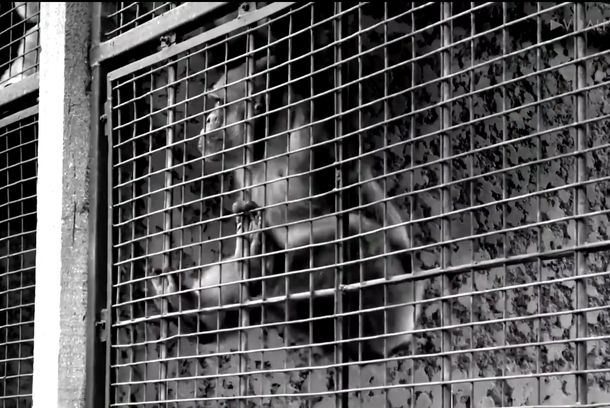 still / picture for Cage