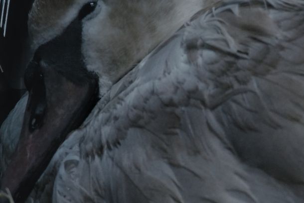 still / picture for ANIMOT