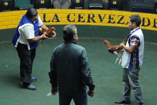 still / picture for Gallos