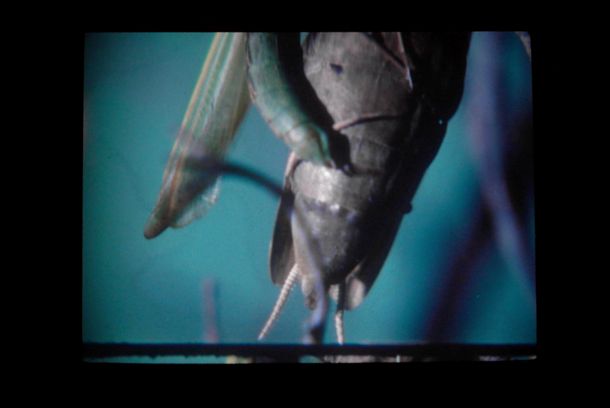 still / picture for Insectopedia