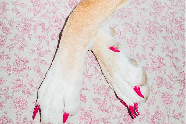 still / picture for A Última Cachorra