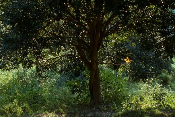 still / picture for The Seventh Walk