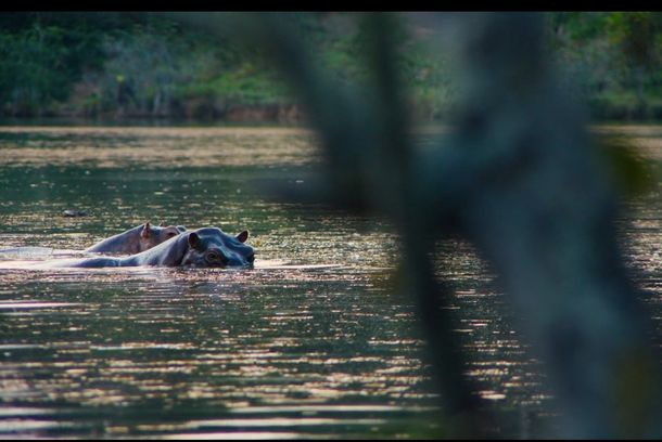 still / picture for Pepe