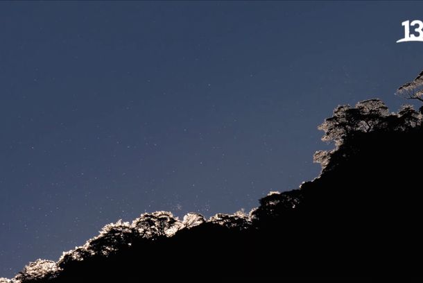 still / picture for Memorias de Árboles