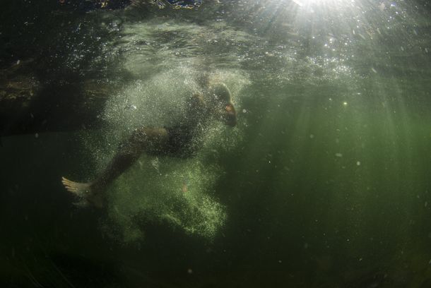 still / picture for WILD SWIMMING