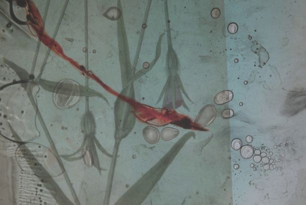 still / picture for Colligare herbarium et insecta