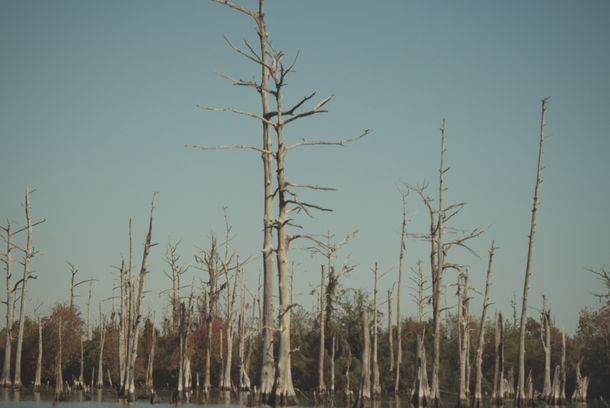still / picture for Bayou Blue