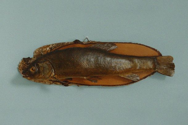 still / picture for Fish Story