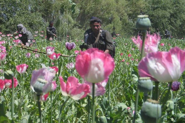 still / picture for RED GOLD OF AFGHANISTAN