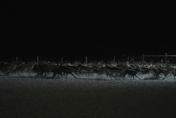 still / picture for Reindeer