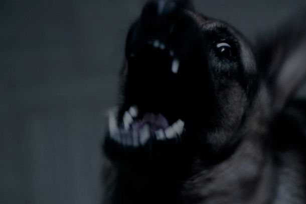still / picture for TOTEM
