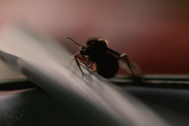 still / picture for Las Hormigas Culonas