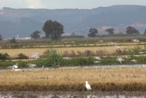 still / picture for Birds