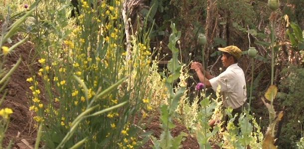 still / picture for Opium Farmers