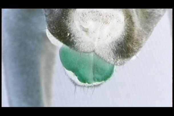 still / picture for Boris Ghost Dog