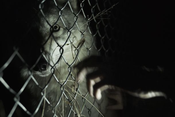 still / picture for Wolfpark