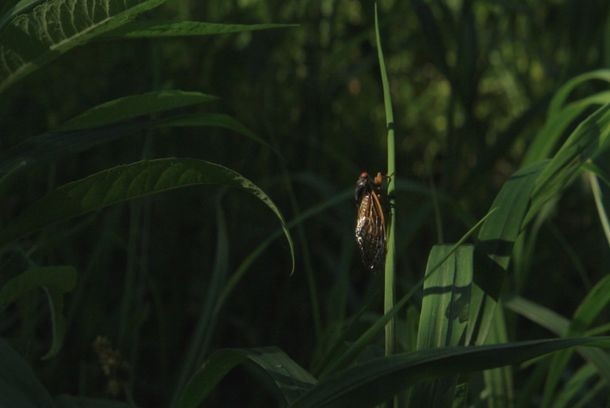 still / picture for The Trees Are Hissing