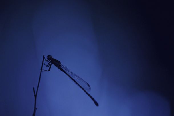 still / picture for Love Eyes