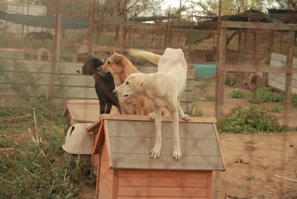 still / picture for Cani Che Fanno
