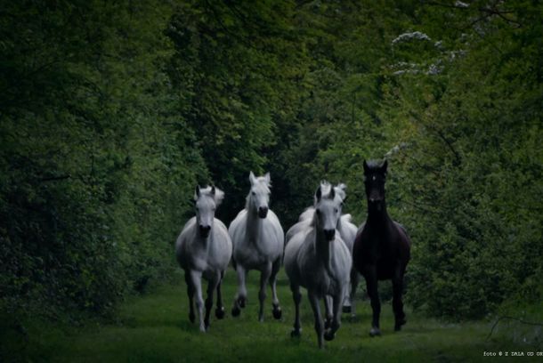 still / picture for À une certaine distance de l'orchestre