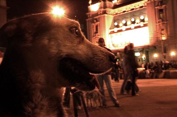 still / picture for Citizen Canine / Грађанин кер