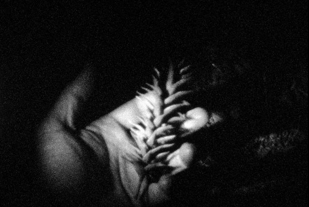 still / picture for La desesperación de los monos