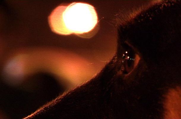 still / picture for Citizen Canine / Грађанин кер